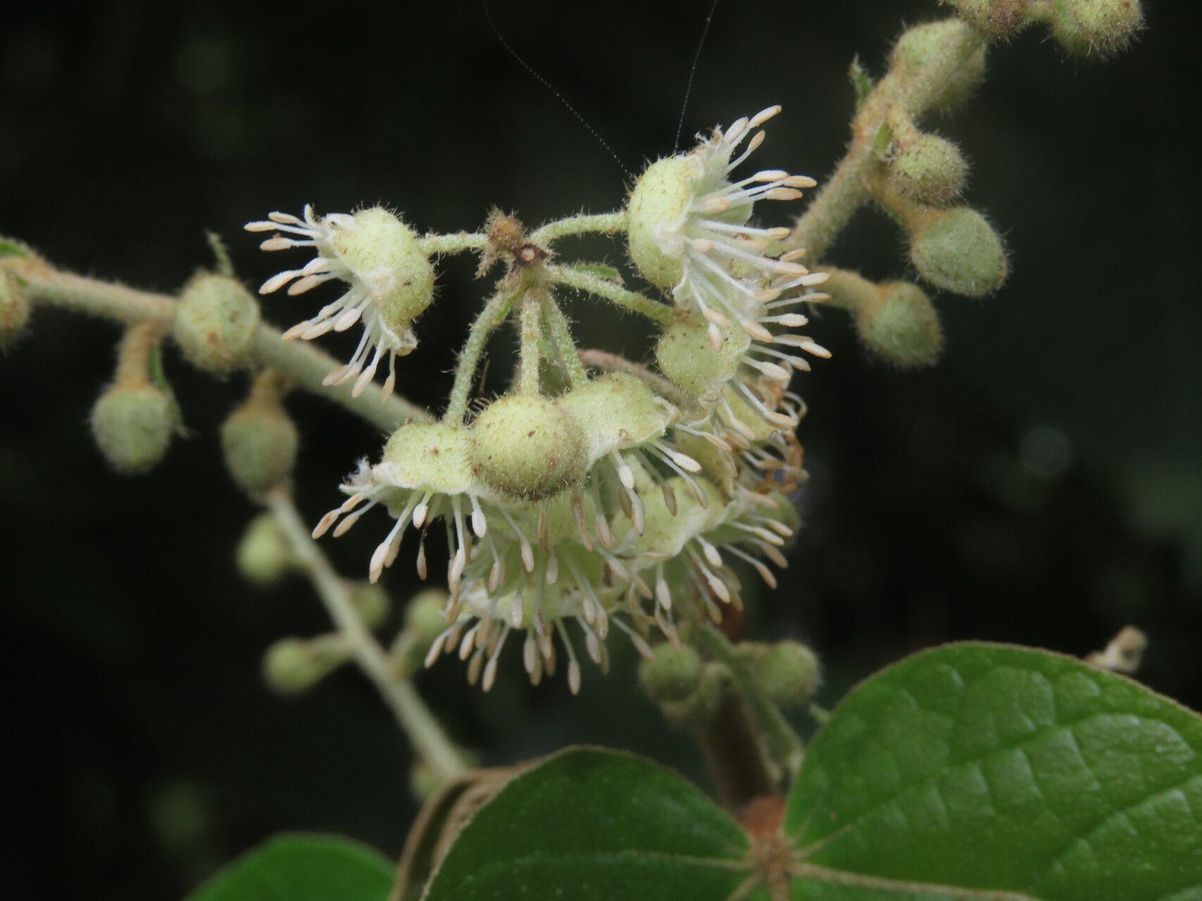 Croton billbergianus flower