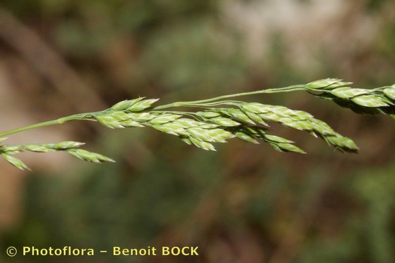 Poa flaccidula other