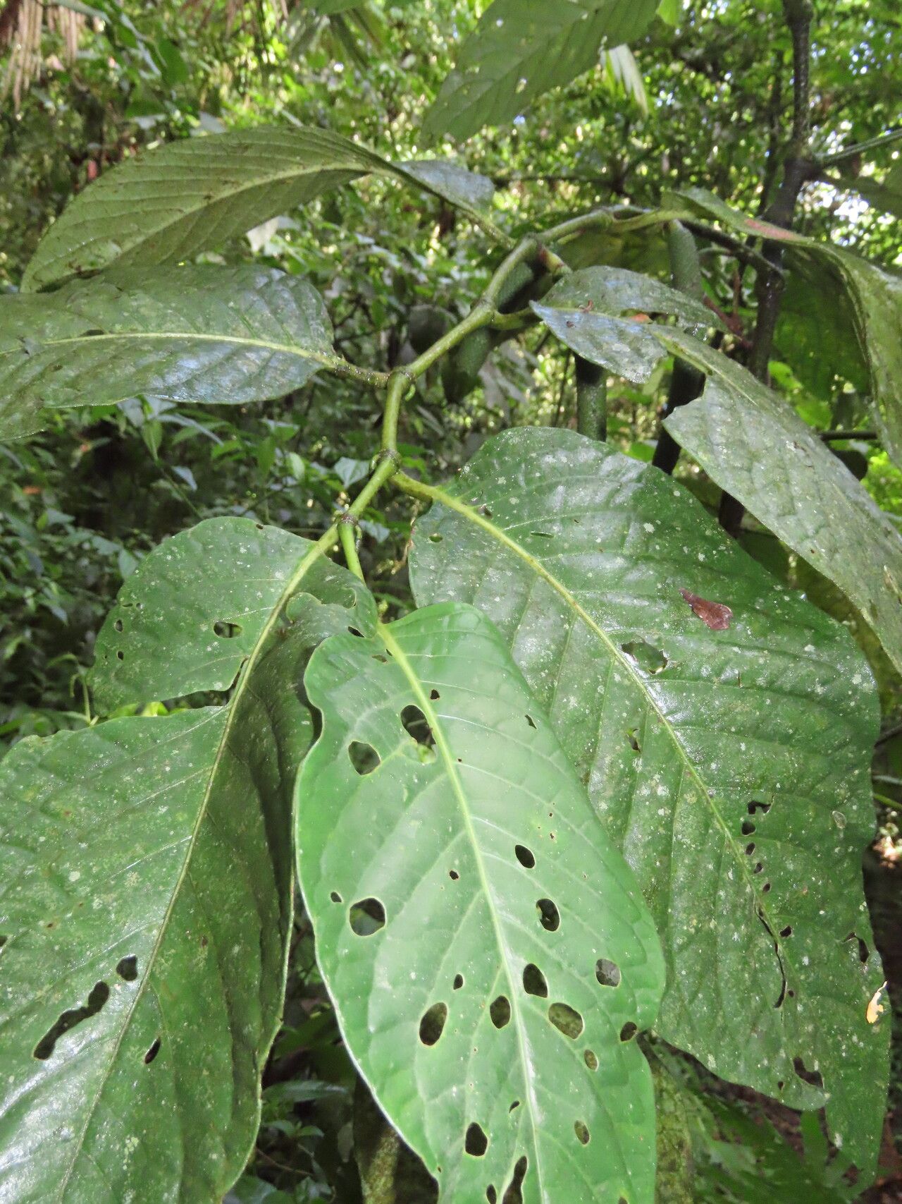 Piper prismaticum leaf