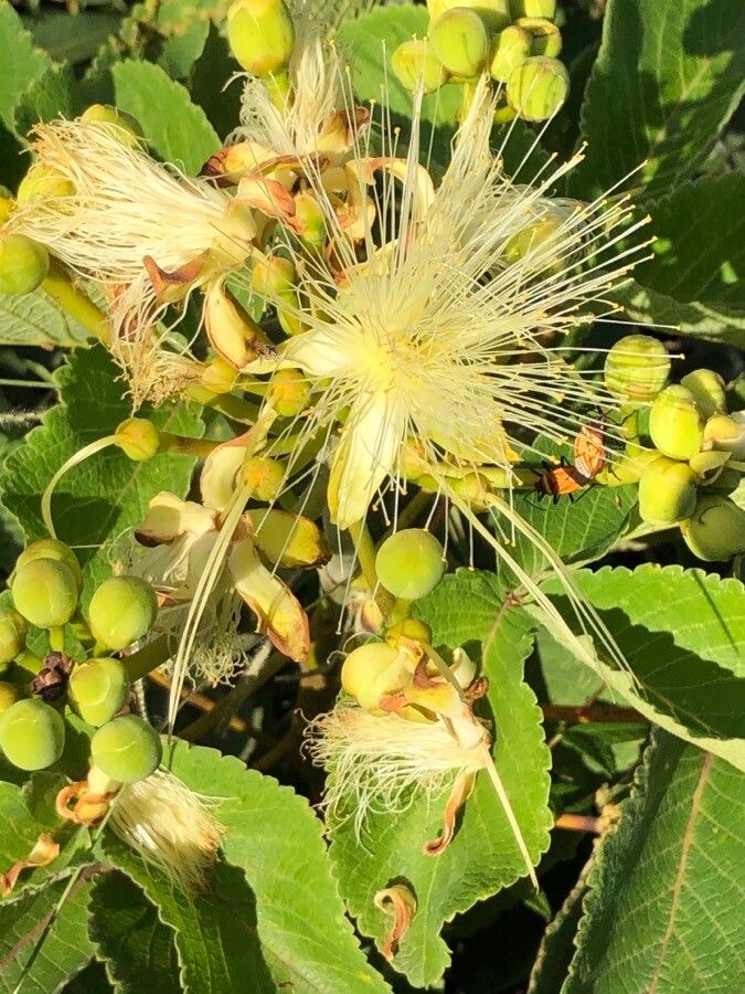 Caryocar brasiliense leaf