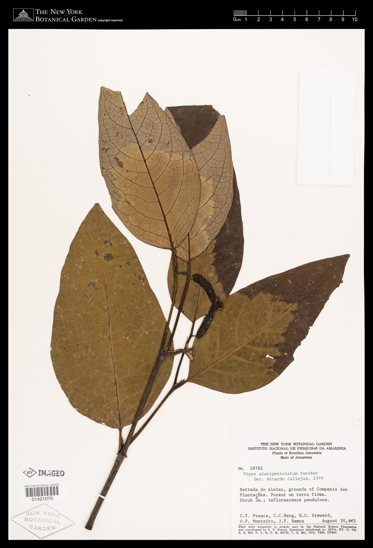 Piper alatipetiolatum — related species from the same genus