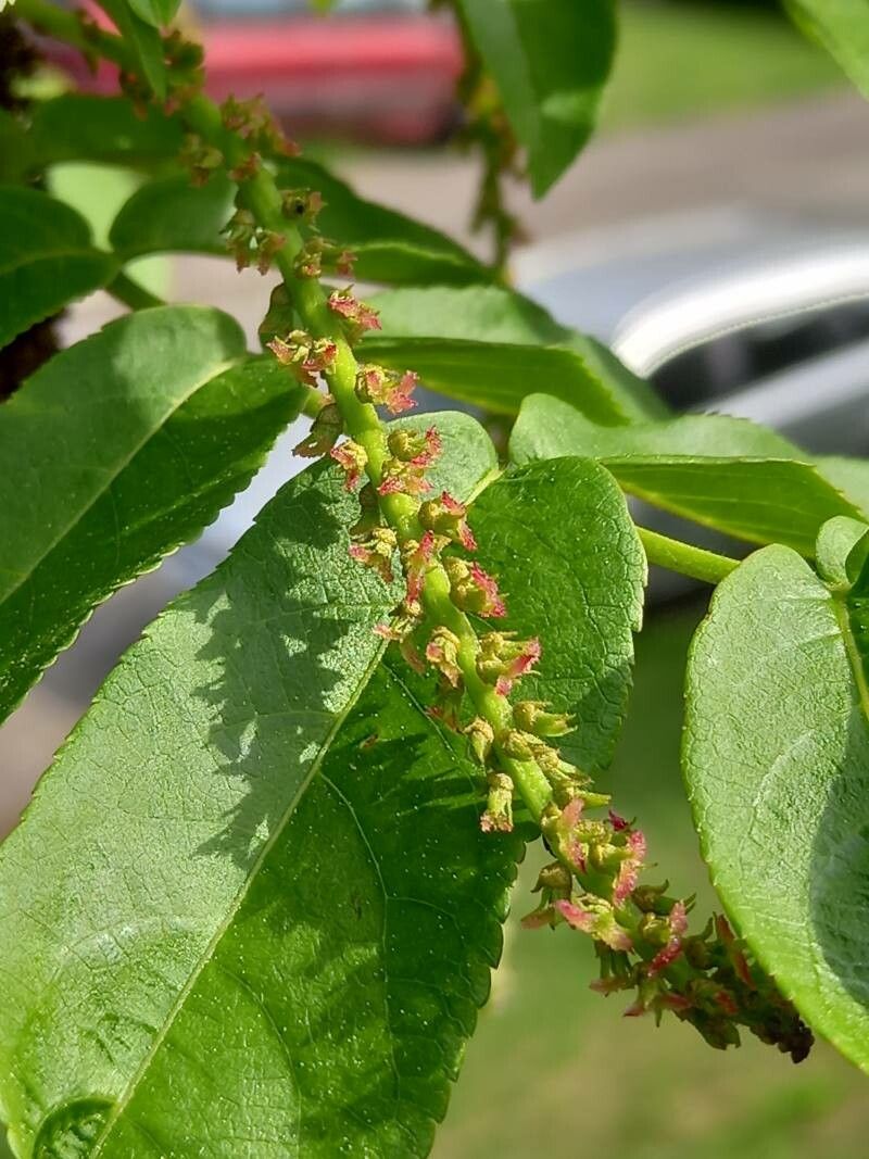 Pterocarya fraxinifolia flower