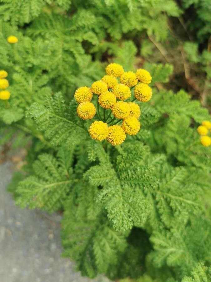 Tanacetum bipinnatum