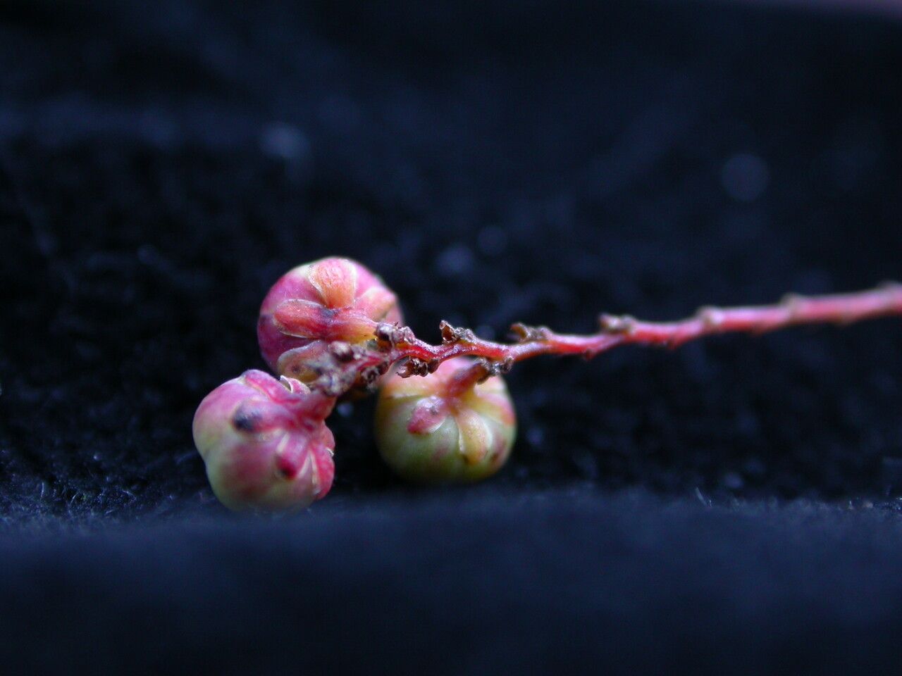 Phyllanthus clarkei fruit