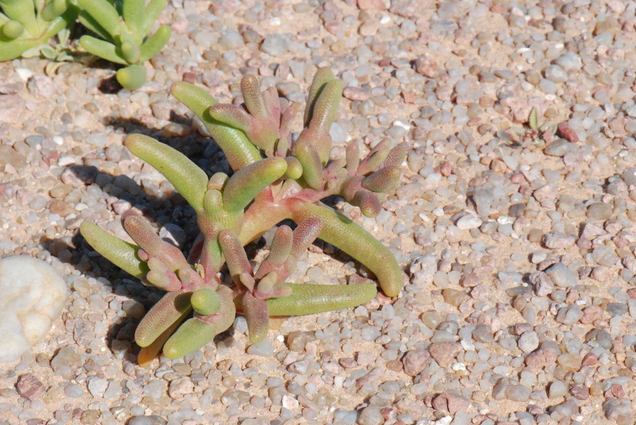 Mesembryanthemum cryptanthum — search result for 'Mesembryanthemum'