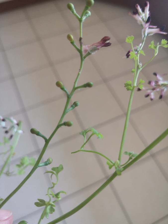 Fumaria muralis fruit