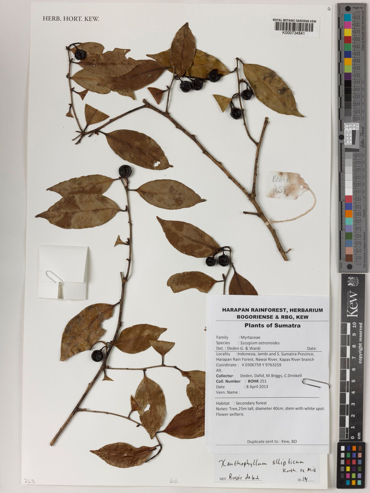 Xanthophyllum ellipticum — related species from the same genus