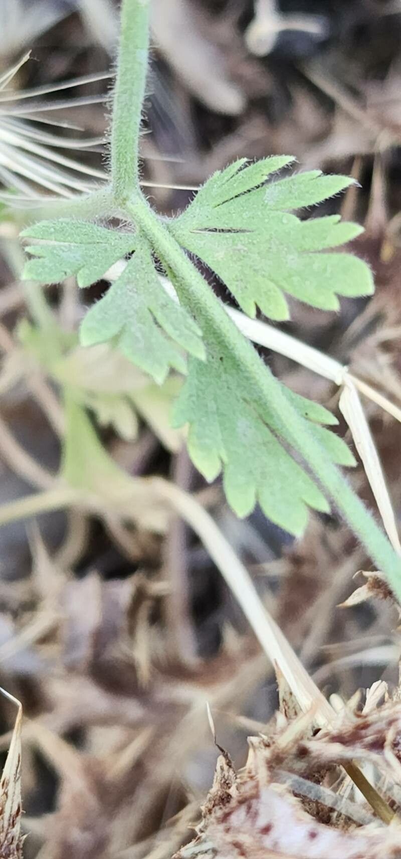Delphinium oliverianum leaf