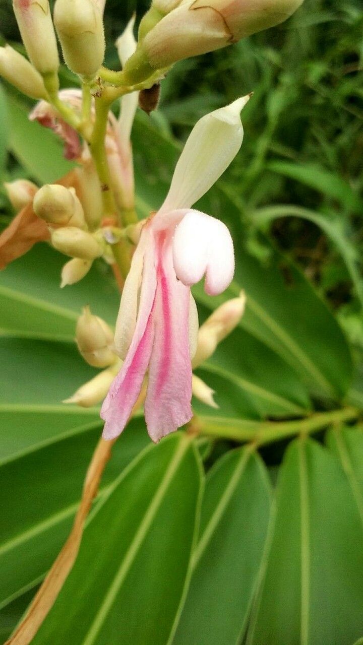 Alpinia nigra flower