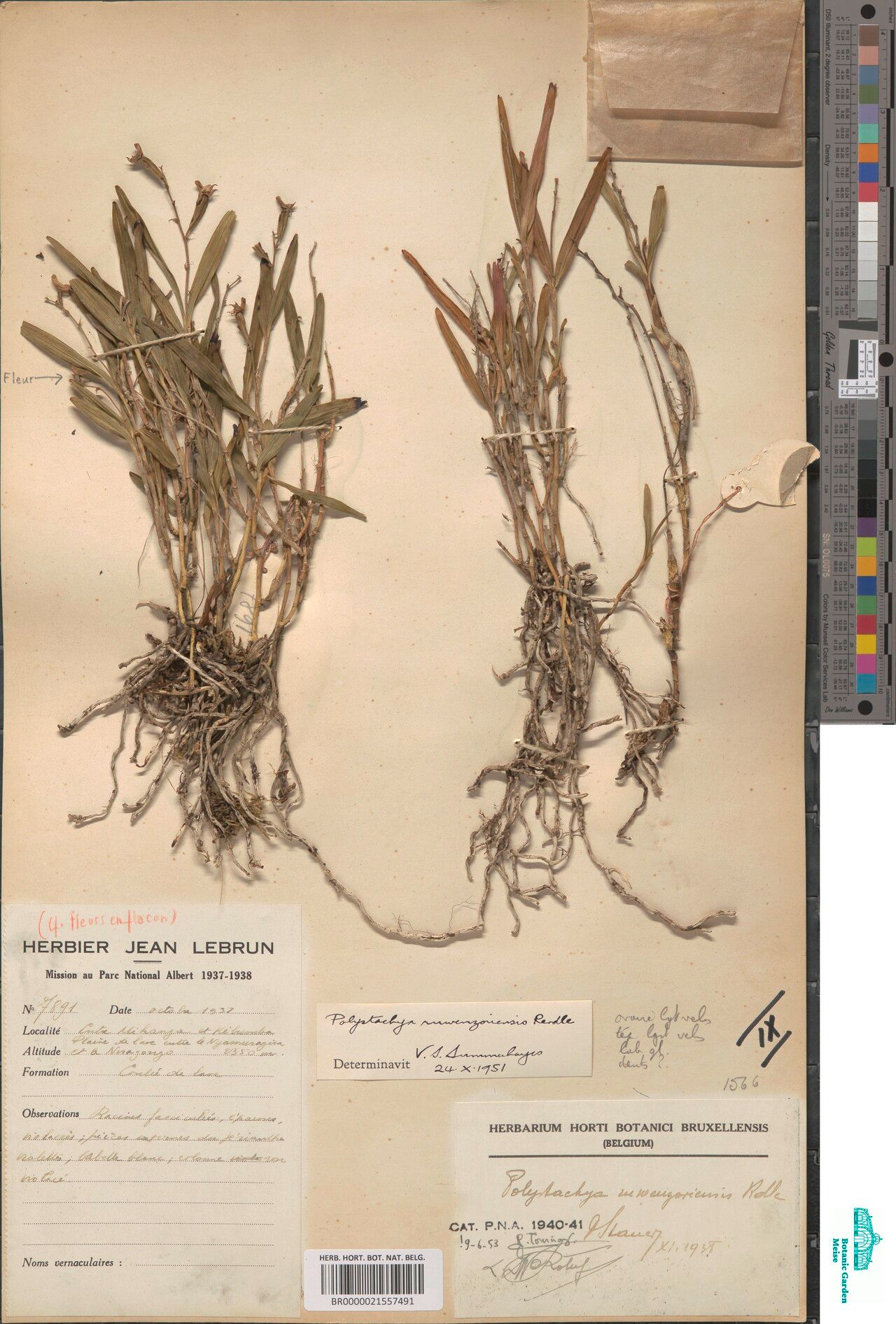 Polystachya ruwenzoriensis — houseplant care guide