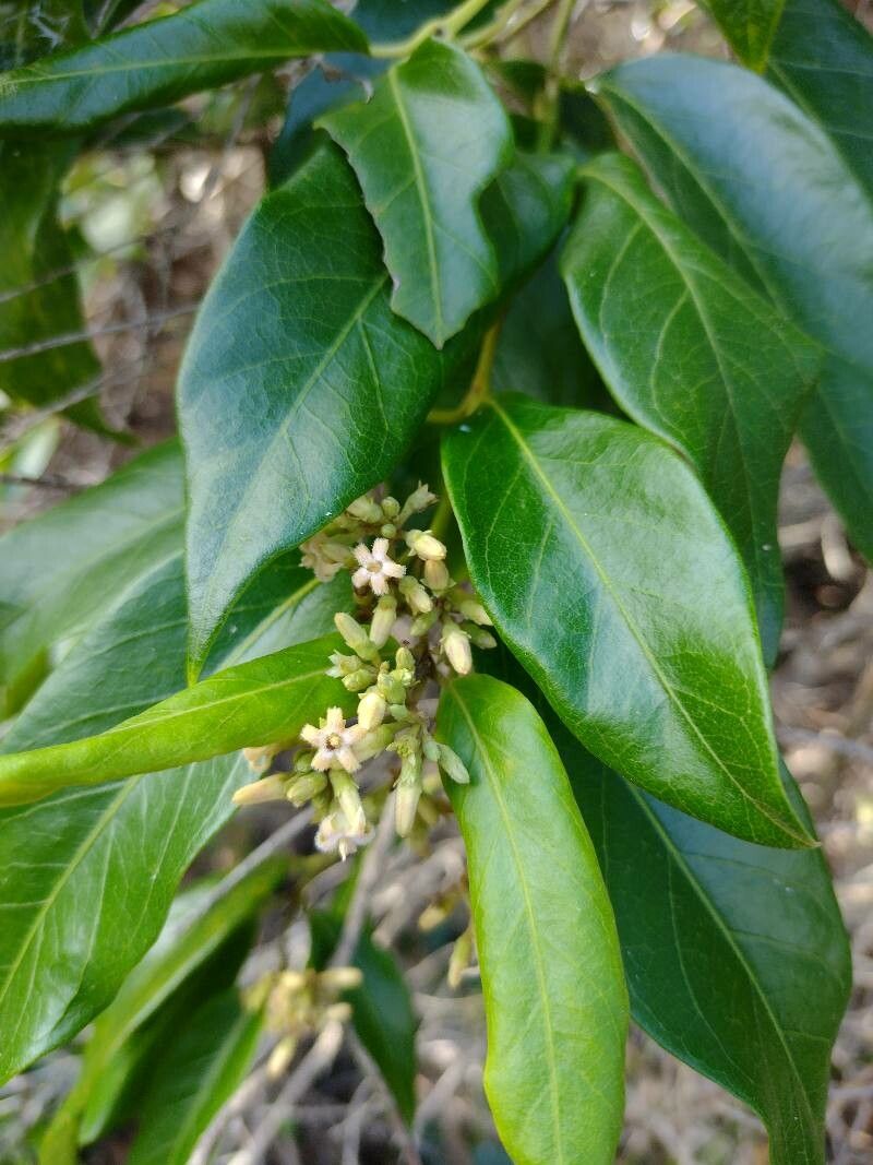 Parsonsia straminea — houseplant care guide