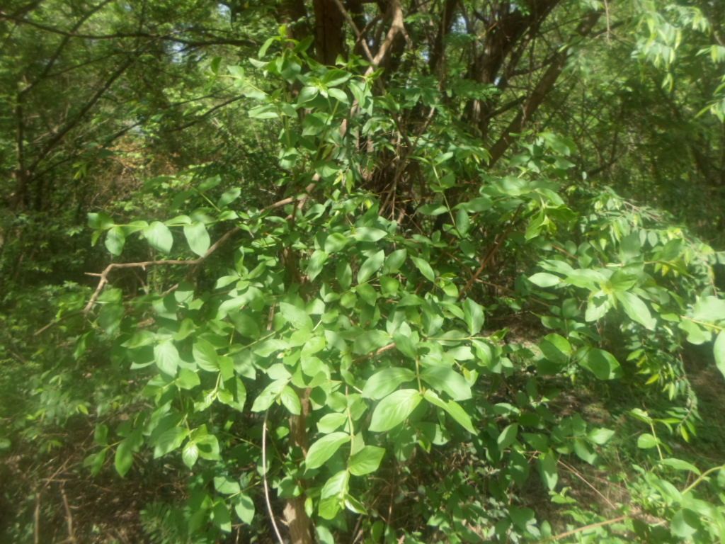 Feretia apodanthera habit