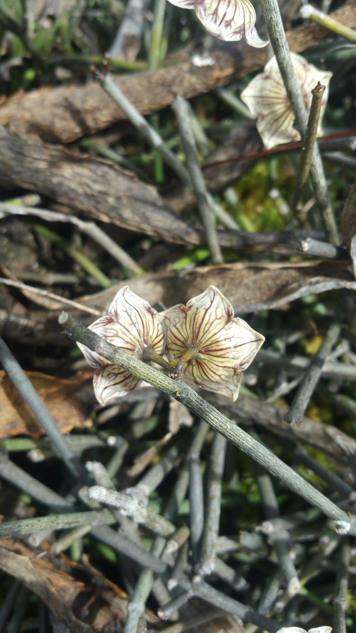 Cynanchum insigne flower