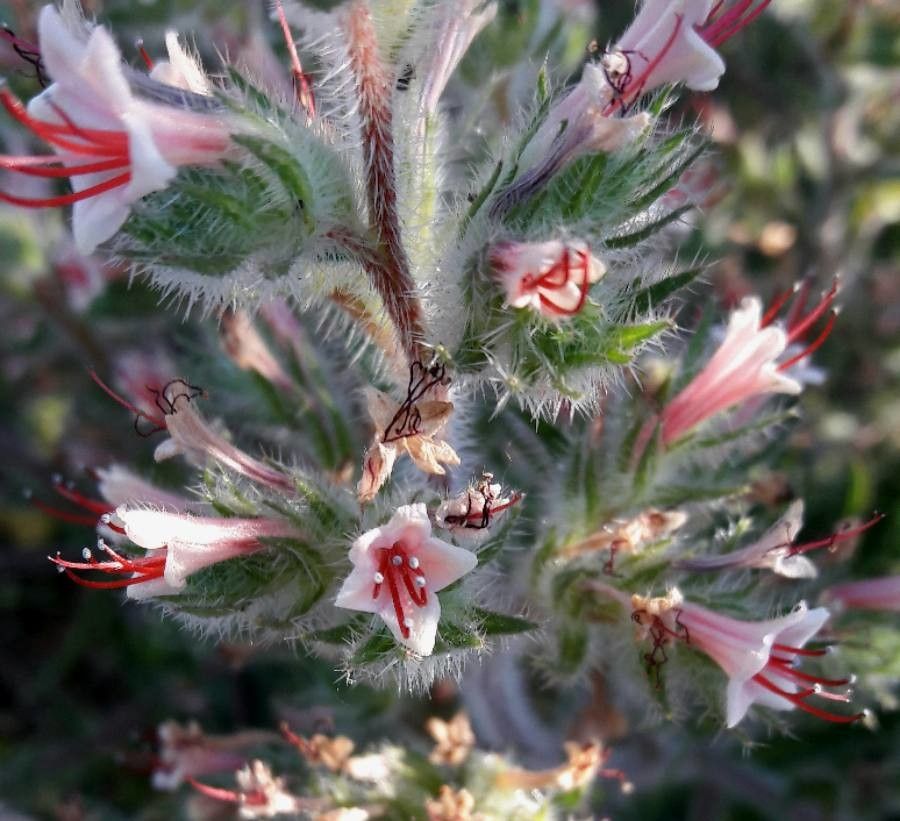Echium asperrimum flower