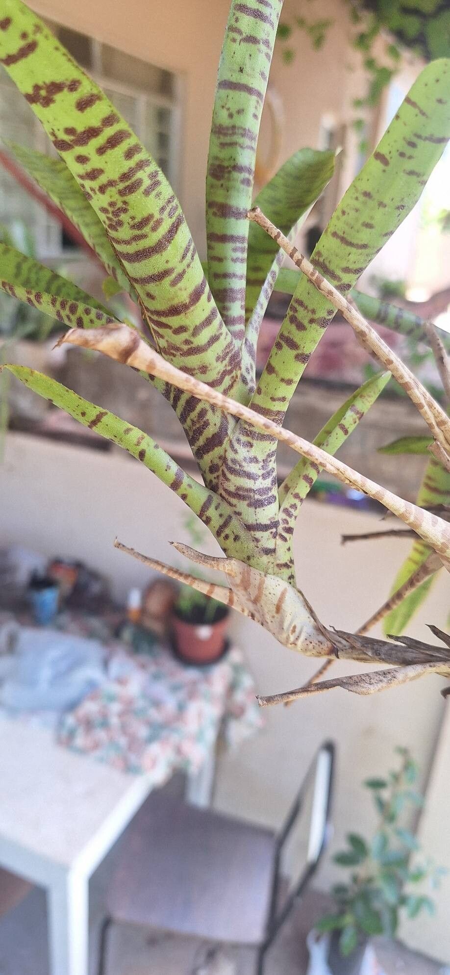 Neoregelia tigrina — houseplant care guide