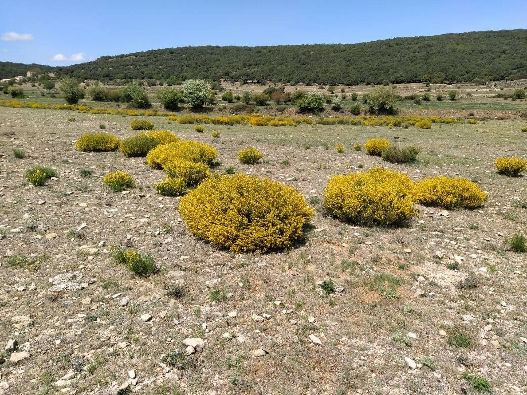 Genista ausetana flower