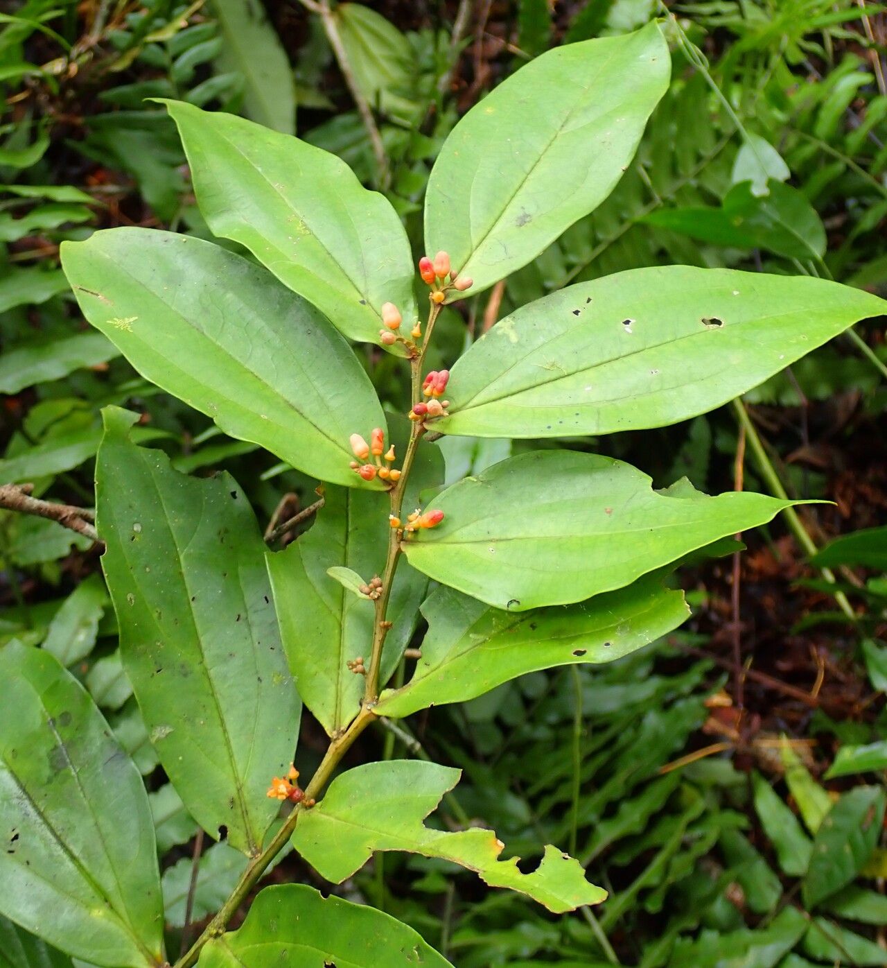 Olax triplinervia — houseplant care guide