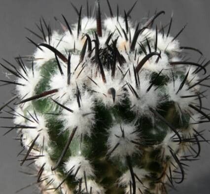 Parodia subterranea leaf