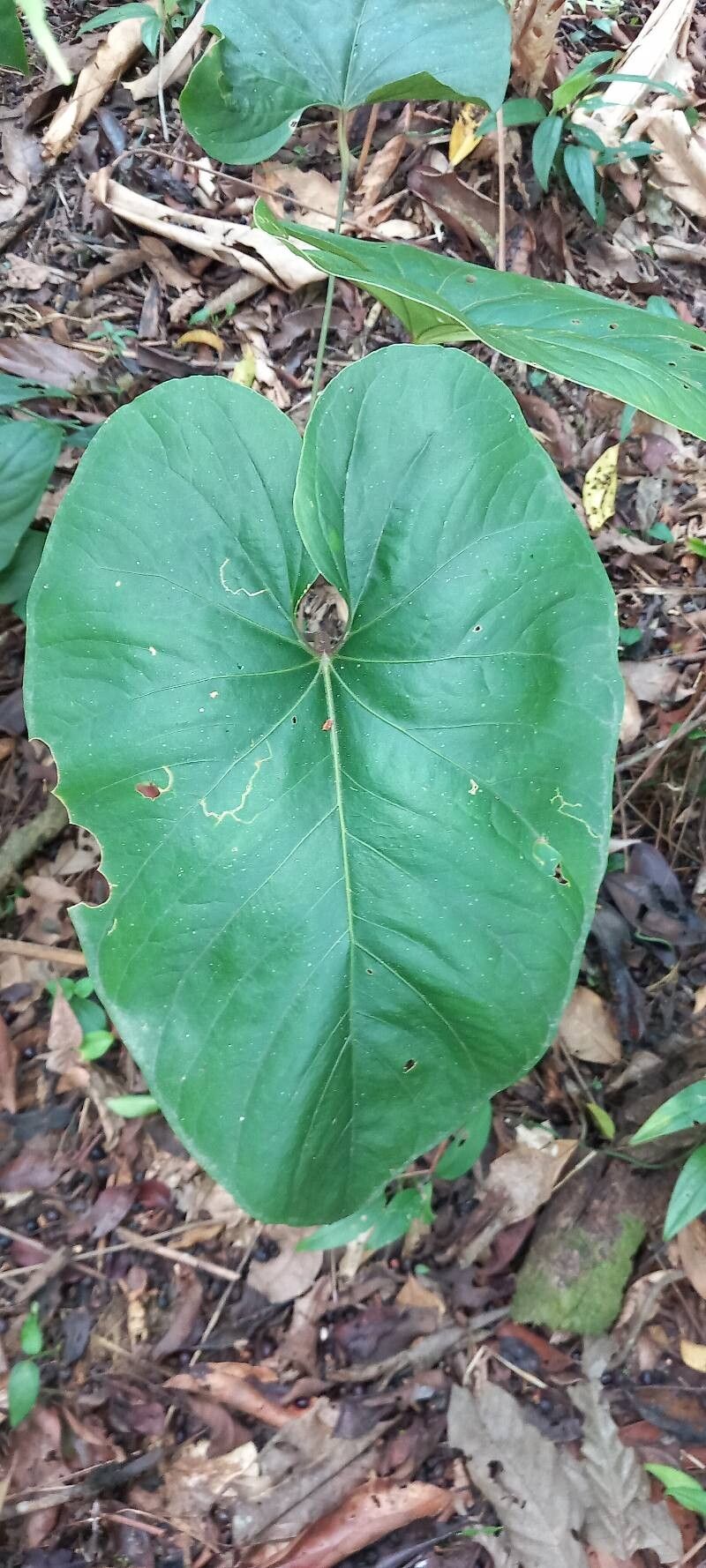 Philodendron simsii — sleep aid houseplant