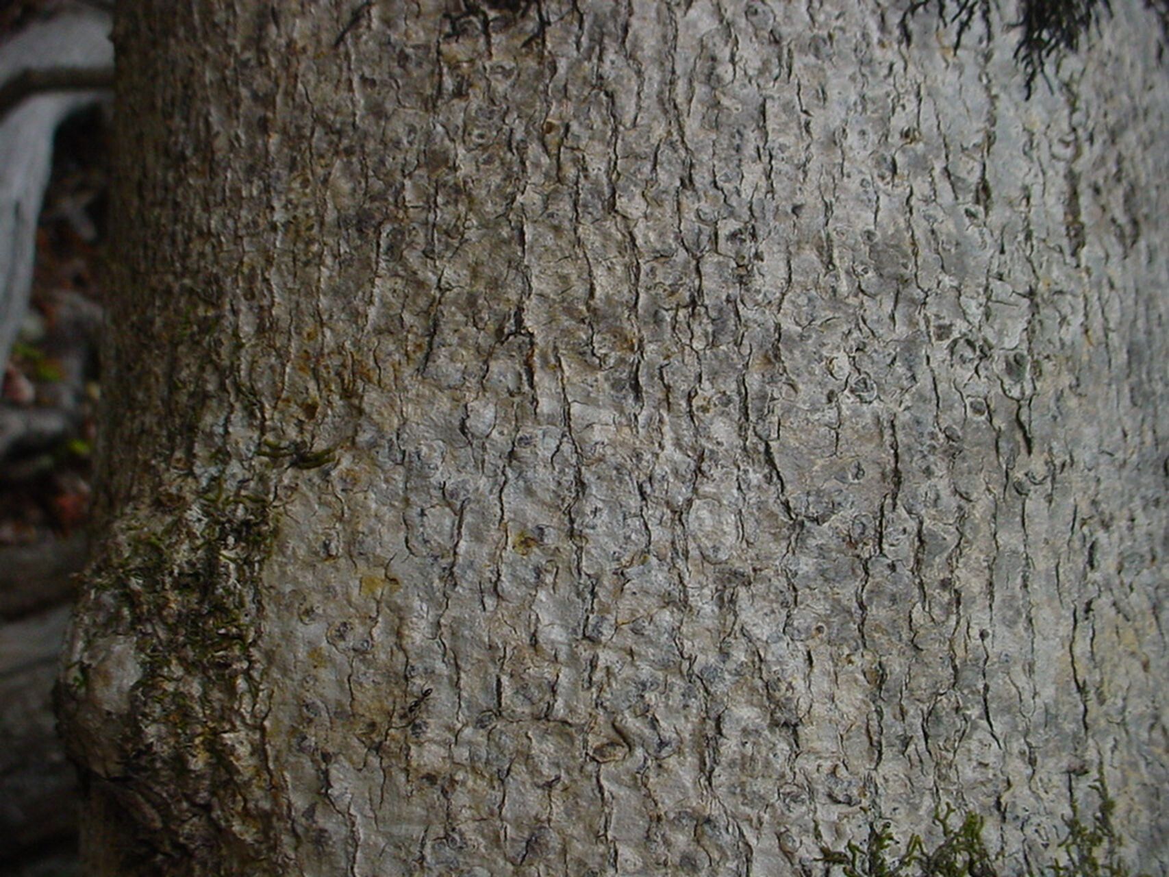 Euroschinus obtusifolius bark