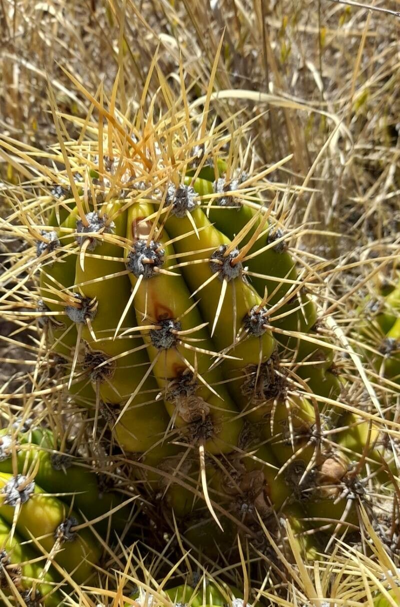 Soehrensia candicans bark