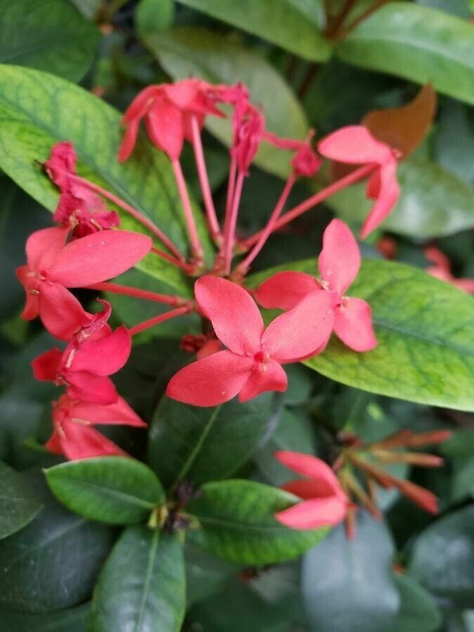 Ixora javanica flower