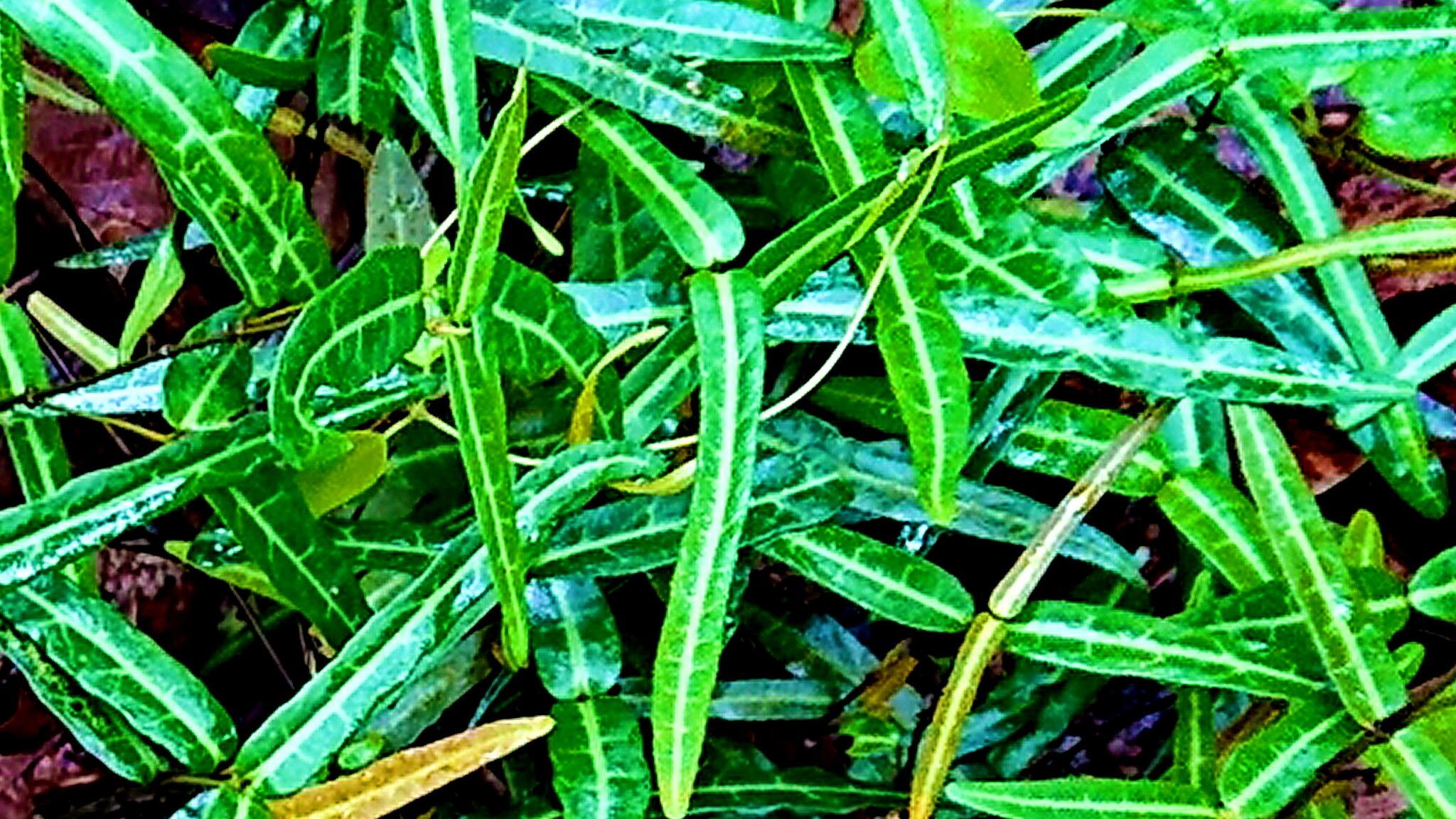 Gardneria multiflora — houseplant care guide