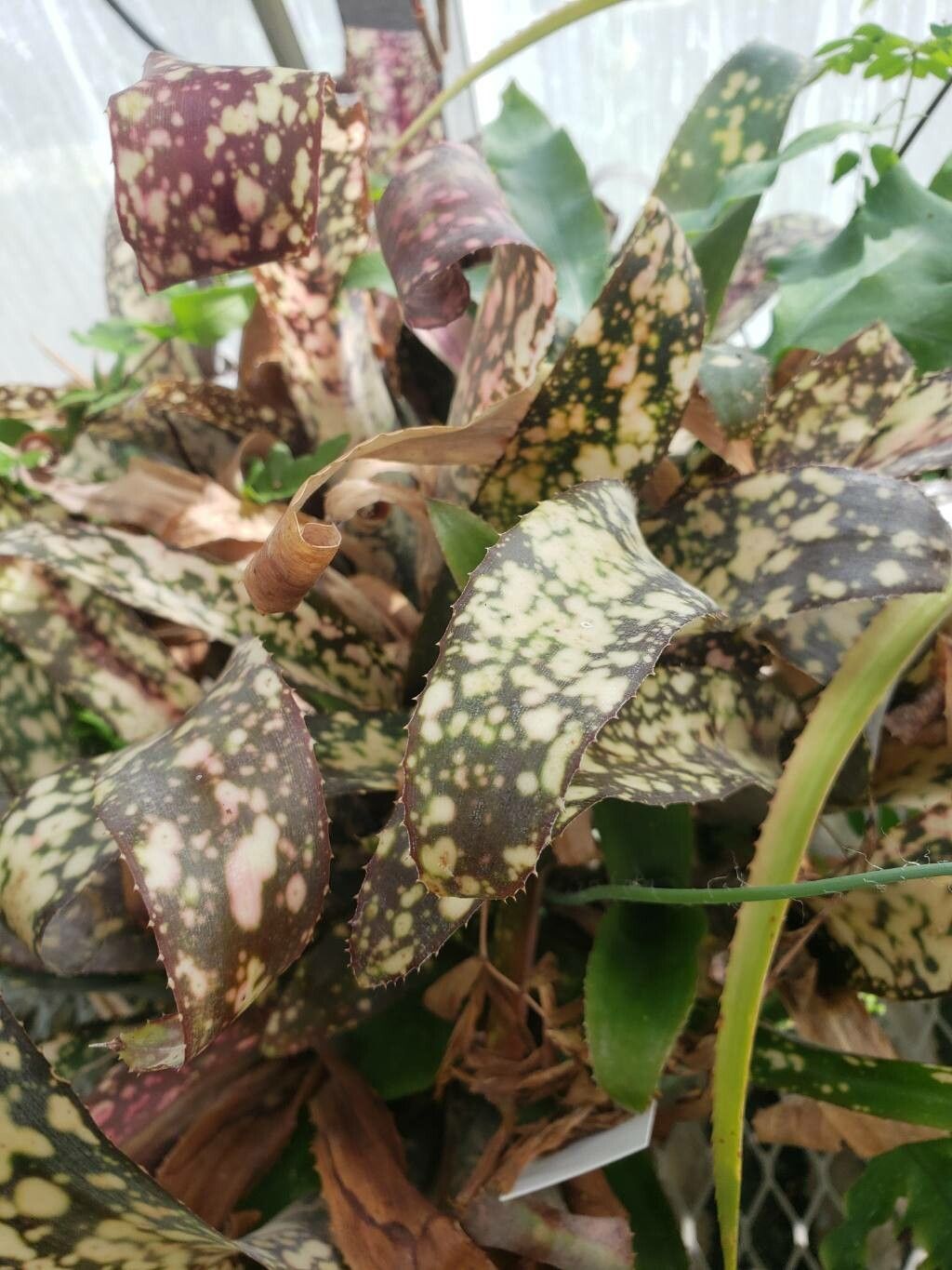 Billbergia lietzei — search result for 'Billbergia'