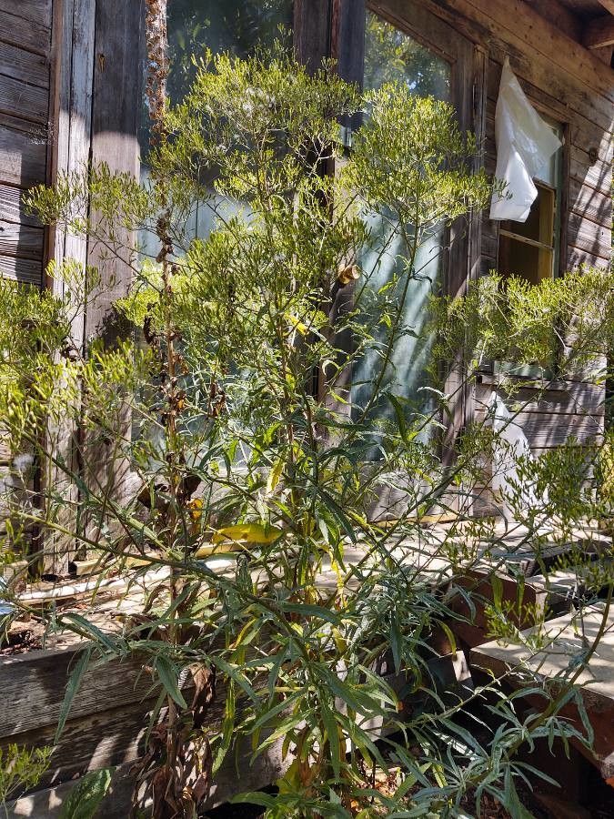 Erechtites minima flower