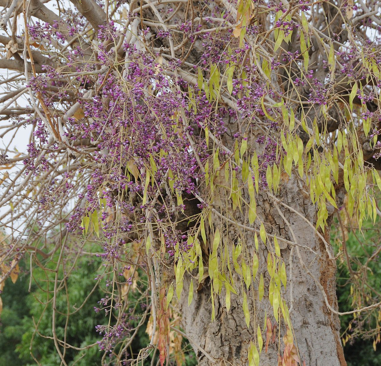 Philenoptera laxiflora habit