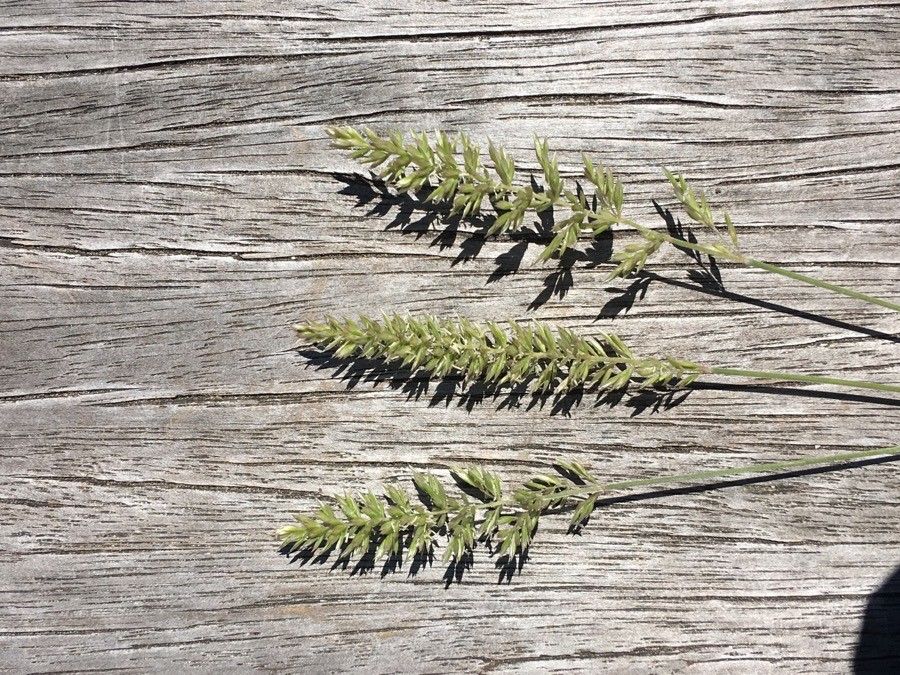 Cynosurus cristatus — related species from the same genus