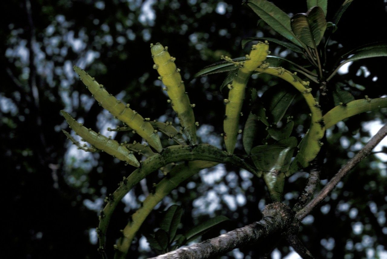 Korthalsella taenioides fruit