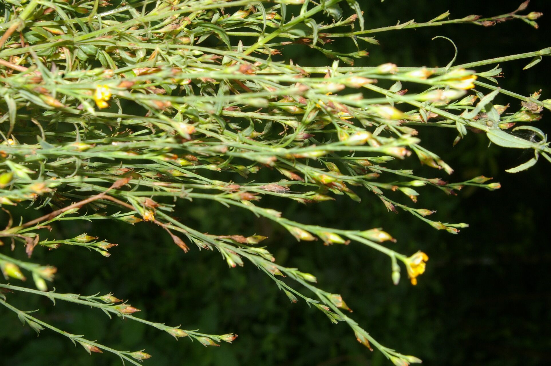 Hypericum thesiifolium flower
