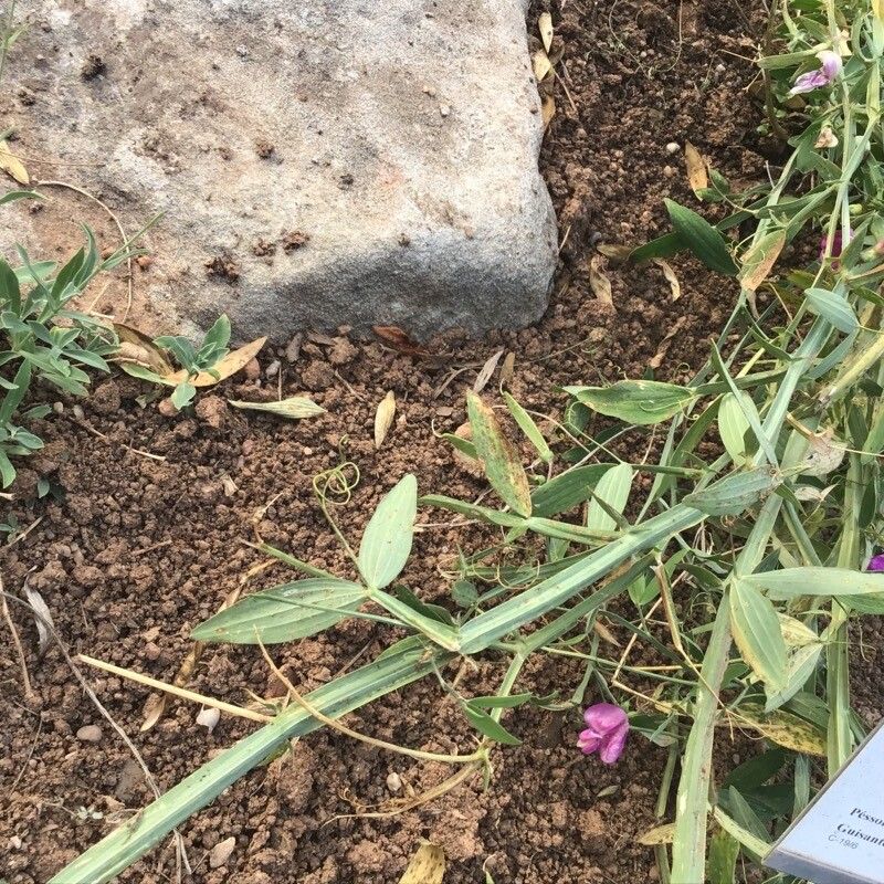 Lathyrus tremolsianus leaf