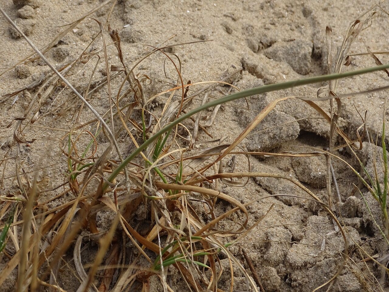 Cyperus crassipes bark