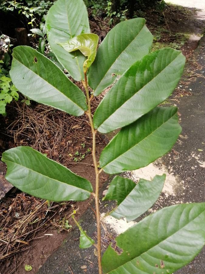 Zuelania guidonia leaf