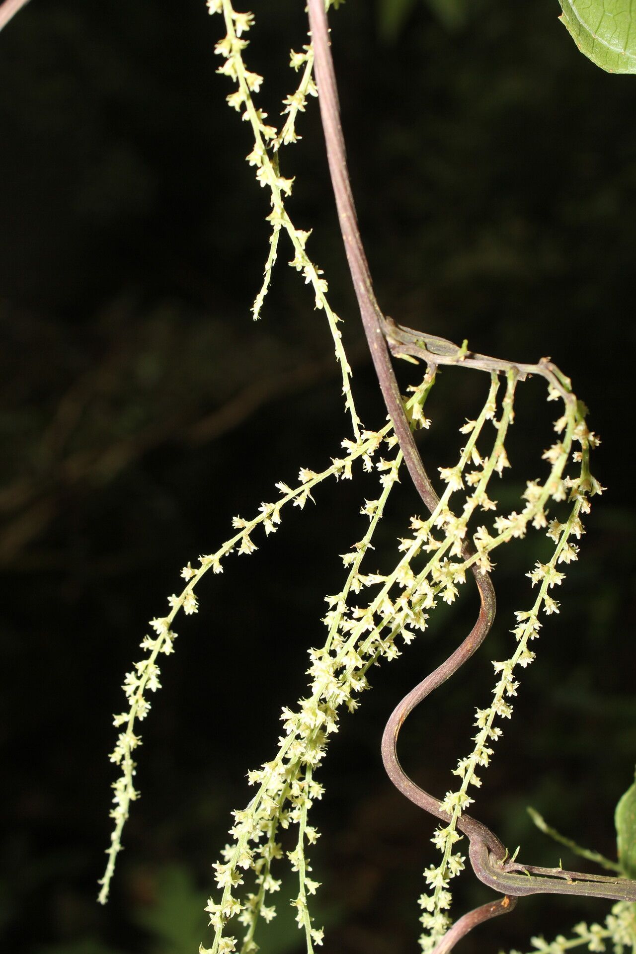 Dioscorea matagalpensis fruit