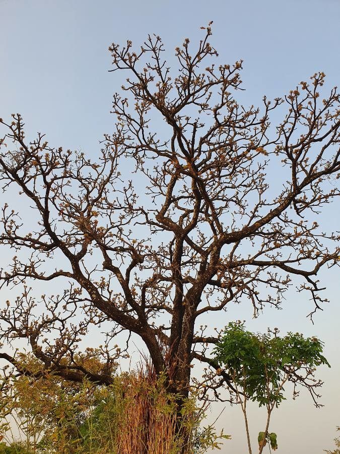 Vitex doniana flower