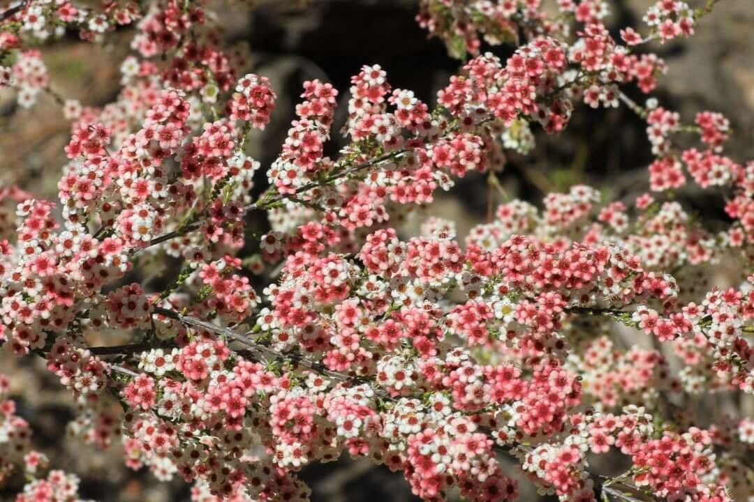 Micromyrtus hexamera — related species from the same genus