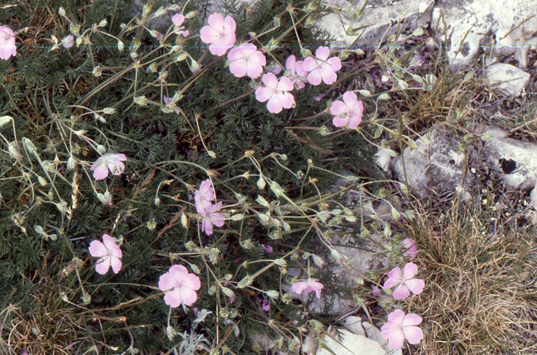 Erodium rodiei habit