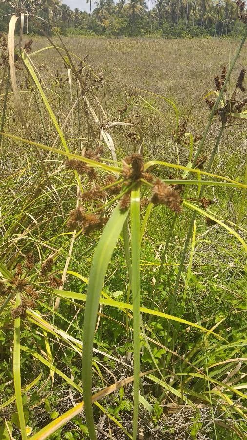 Cyperus ligularis fruit