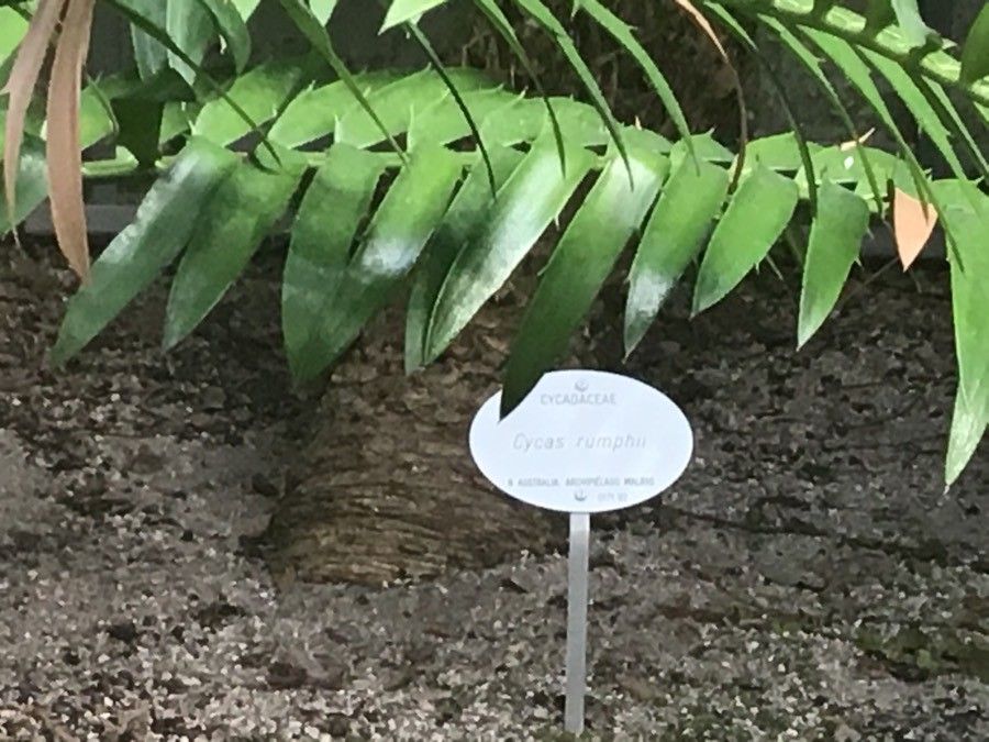 Cycas rumphii