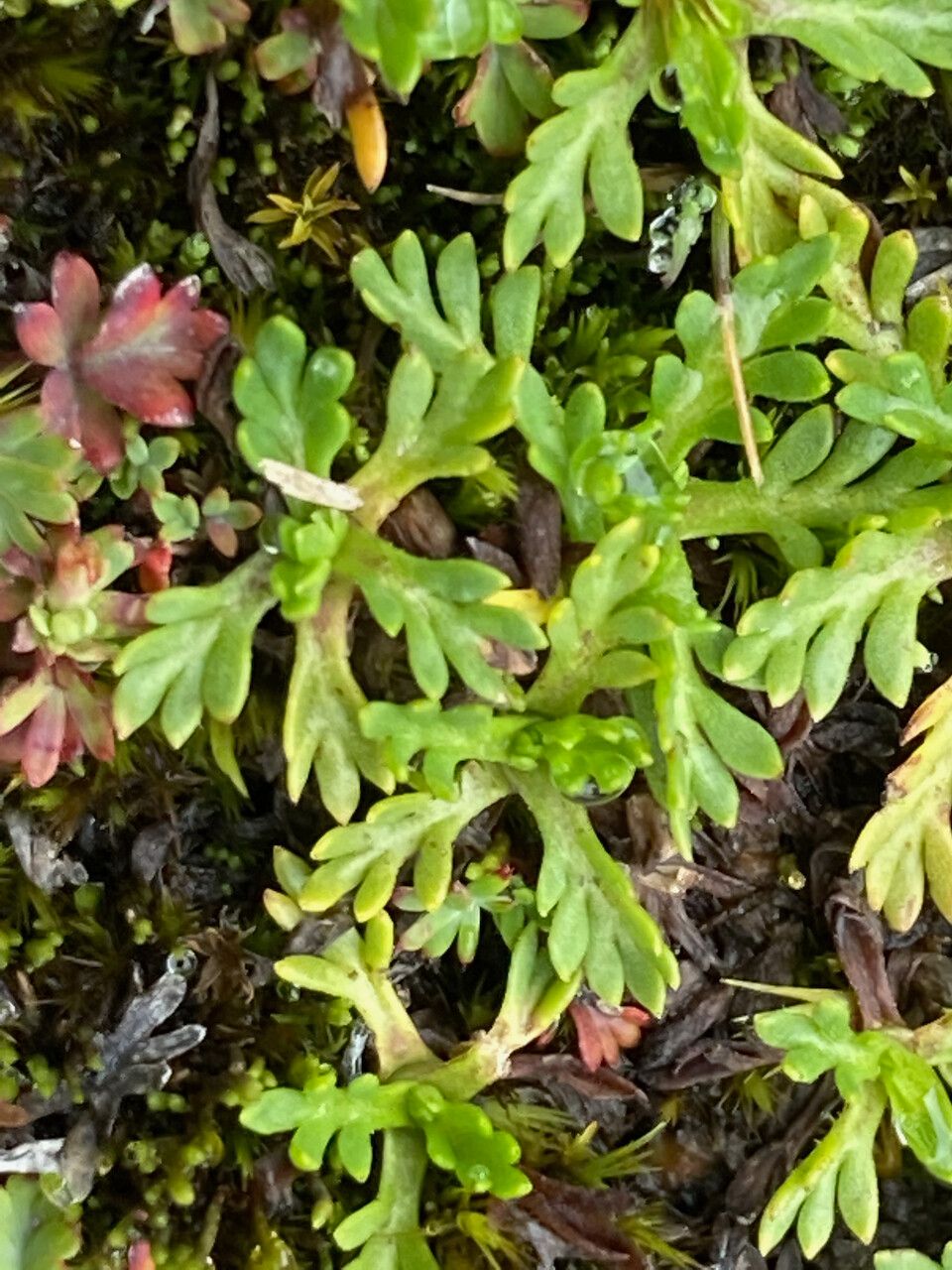 Cotula mexicana leaf