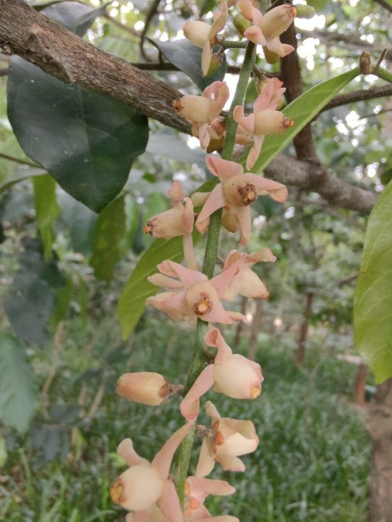 Guarea macrophylla flower