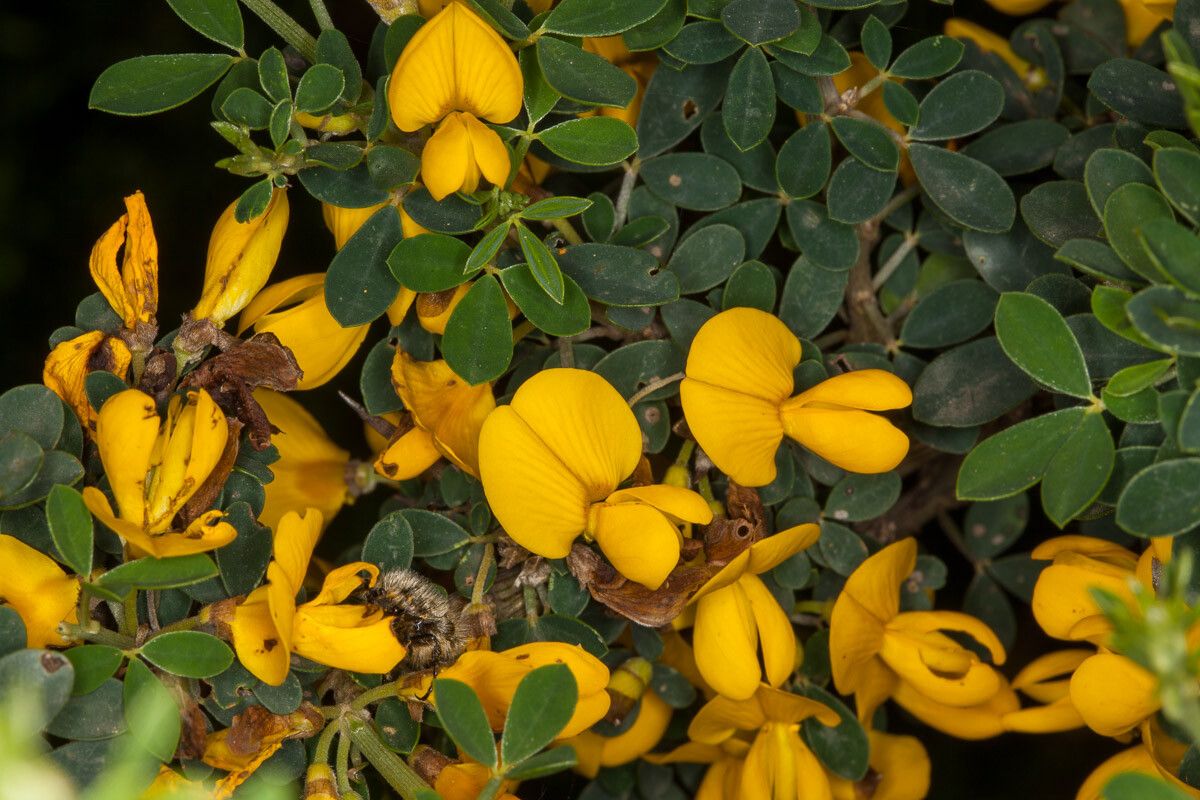 Calicotome villosa flower