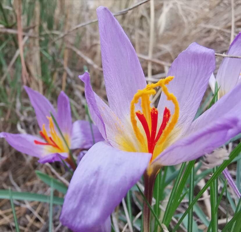 Crocus thomasii flower
