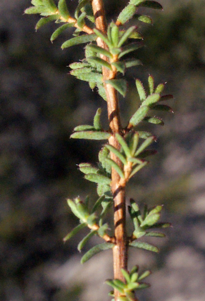 Verticordia plumosa — houseplant care guide