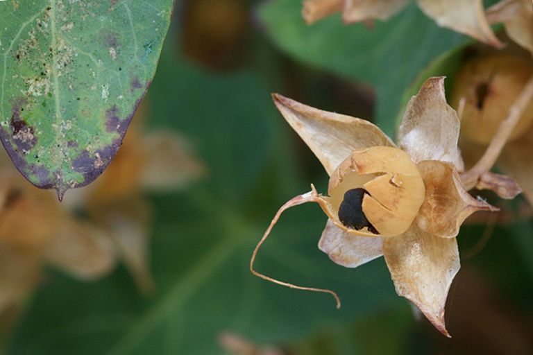 Calystegia purpurata fruit