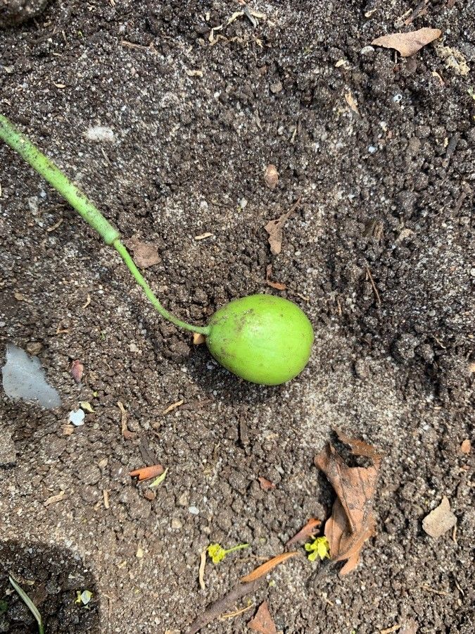 Galanthus woronowii fruit