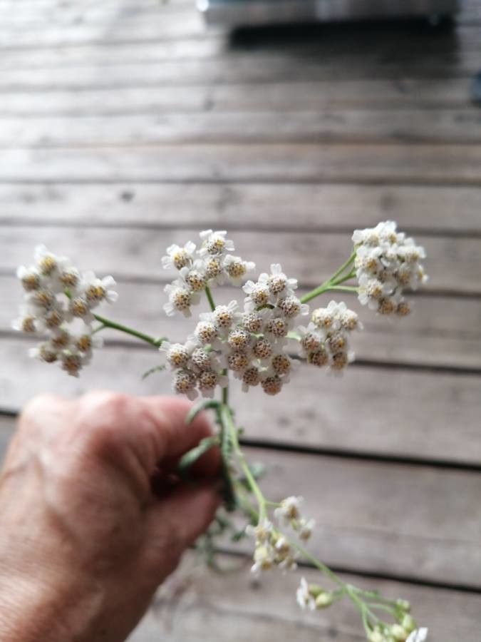 Achillea pannonica flower
